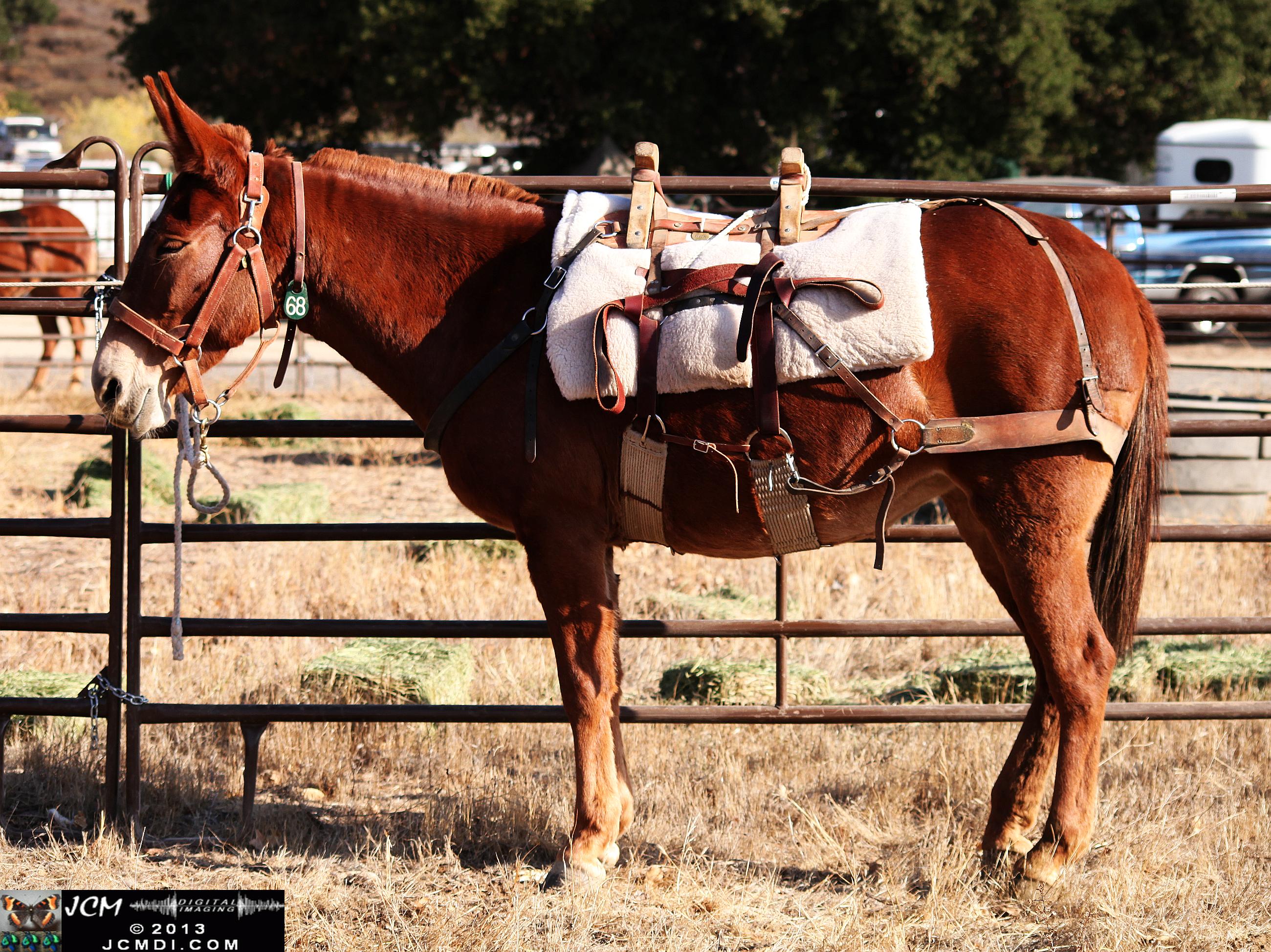 100 Mule Team at Whitney Canyon